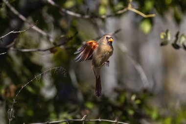 Kuzey Kardinali (Cardinalis cardinalis). İniş sırasında başlıca uçuş aşaması