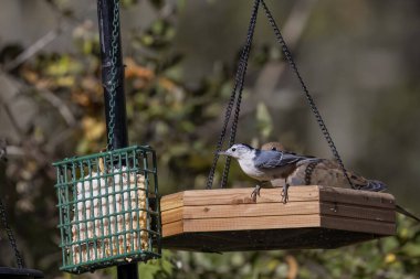  Besleyicinin üzerindeki beyaz göğüslü tığ (Sitta carolinensis).