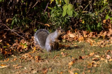 Tilki sincabı (Sciurus ni.. r), aynı zamanda Doğu tilki sincabı veya Bryant 'ın çayır üzerindeki tilki sincabı olarak da bilinir..