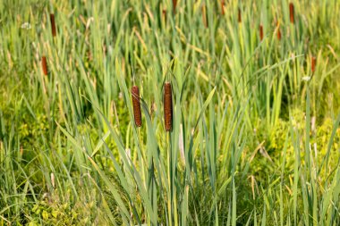 Geniş-bırakarak cattail (Typha latifolia) Kuzey Amerika'da yerli çiçek. Geniş yapraklı cattail, bulrush, ortak bulrush, ortak cattail,