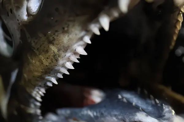 The detail of chinook salmon (king salmon) teeth.
