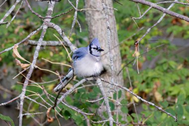 Blue Jay (Cyanocitta cristata) Wisconsin 'deki eyalet ormanı hakkında