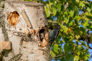 Yuva boşluğunda Avrupa sığırcığı (Sturnus vulgaris) ve yanında oturan genç bir samur..