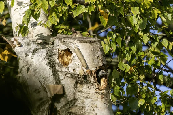 Yuva boşluğunda Avrupa sığırcığı (Sturnus vulgaris) ve yanında oturan genç bir samur..