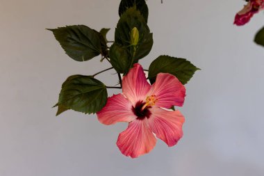 Hibiscus çiçeği (Hibiscus syriacus) gül gülü, hardy hibiscus, Sharon gülü ve tropikal amber çiçeği olarak bilinir..