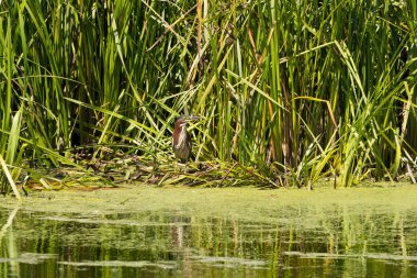 Yeşil balıkçıl (Butorides virescens) ava çıktı
