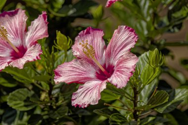 Hibiscus çiçeği (Hibiscus syriacus) gül gülü, hardy hibiscus, Sharon gülü ve tropikal amber çiçeği olarak bilinir..