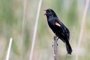 Erkek kırmızı kanatlı karatavuk (Agelaius phoeniceus) sazlıklarda oturur.