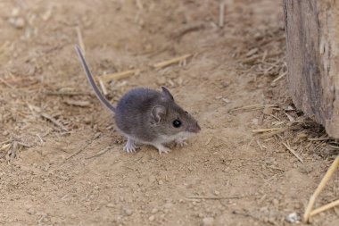 The deer mouse (Peromyscus maniculatus) north American native rodent, often called the North American deermouse clipart