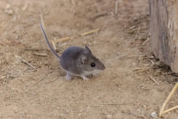 Geyik faresi (Peromyscus maniculatus) Kuzey Amerika yerlisi kemirgen, genellikle Kuzey Amerika geyik faresi olarak adlandırılır.