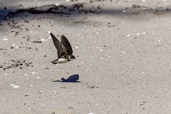 The sand martin (Riparia riparia)in flight. Bird also known as the bank swallow (in the Americas), collared sand martin, or common sand martin