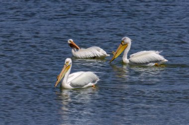 Amerikan beyaz pelikanı (Pelecanus erythrorhynchos). Yuva yapma mevsiminde, erkekler gagalarında büyür.