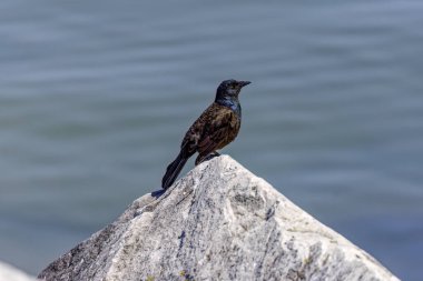 Yaygın grackle (Quiscalus quiscula), Kuzey Amerika 'nın büyük bölümünde bulunan bir kuş türüdür. Michigan Gölü kıyısında yetişkin bir erkek..