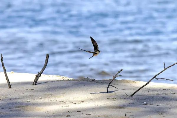 The sand martin (Riparia riparia)in flight. Bird also known as the bank swallow (in the Americas), collared sand martin, or common sand martin