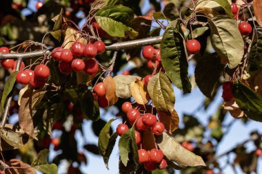 Malus 'Makamik' Makamik Crabapple. Bu sonbaharda gül kırmızısı bahar çiçekleri ve koyu kırmızı elmalar üreten bir yaban elması..