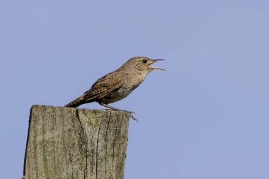 Çitin üzerine tünemiş ev kırbacı (Trogloditler aedon)