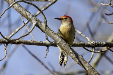 Kırmızı reddedilmiş ağaçkakan (Melanerpes carolinus)