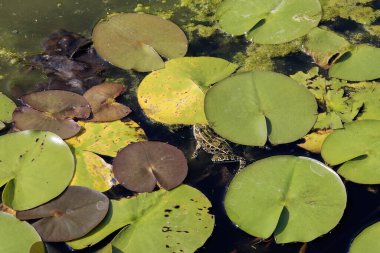 Kuzey leopar kurbağası (Lithobates pipipiensis) Kuzey Amerika 'nın yerlisi. Minnesota ve Vermont eyaletlerinin amfibidir..