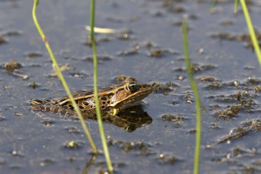 Kuzey leopar kurbağası (Lithobates pipipiensis) Kuzey Amerika 'nın yerlisi. Minnesota ve Vermont eyaletlerinin amfibidir..