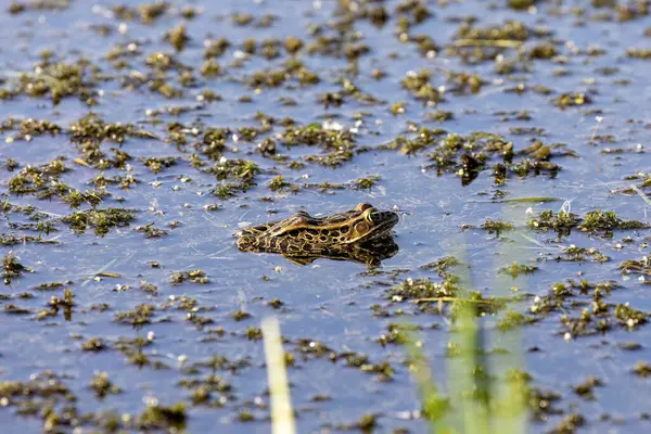 Kuzey leopar kurbağası (Lithobates pipipiensis) Kuzey Amerika 'nın yerlisi. Minnesota ve Vermont eyaletlerinin amfibidir..