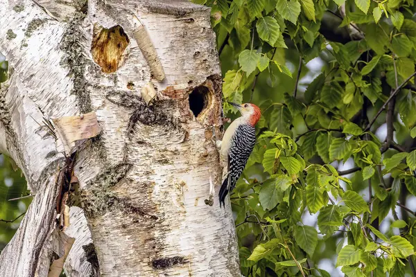 Kırmızı reddedilmiş ağaçkakan (Melanerpes carolinus)
