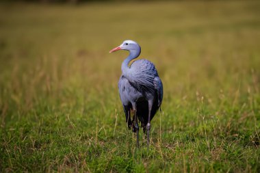The blue crane (Grus paradisea) clipart