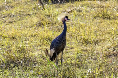 Siyah taç vinç (Balearica pavonina) 