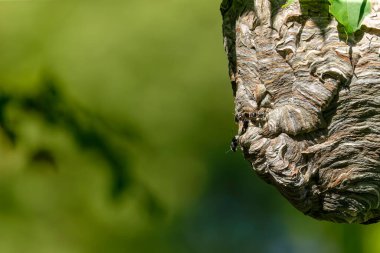Kel yüzlü eşek arısı (Dolichovespula maculata) Parktaki bir ağaçtaki yuva.