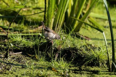 Bataklık çalıkuşu (Cistothorus palustris). Küçük Kuzey Amerika ötücü kuşu doğal ortamında.