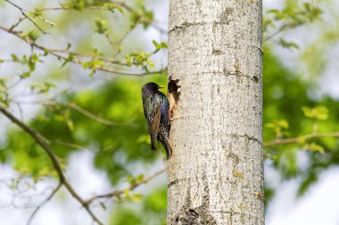 Sığırcık veya Avrupa sığırcığı (Sturnus vulgaris) 