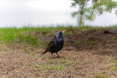 Sığırcık veya Avrupa sığırcığı (Sturnus vulgaris) 