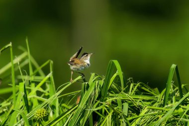 Bataklık çalıkuşu (Cistothorus palustris). Küçük Kuzey Amerika ötücü kuşu doğal ortamında.