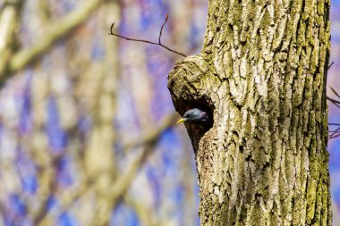 Sığırcık veya Avrupa sığırcığı (Sturnus vulgaris) 