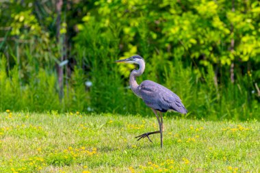 Great Blue Heron (Ardea herodias), Amerika 'nın en büyük balıkçıl kuşudur. 