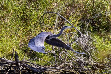 Great Blue Heron (Ardea herodias), Amerika 'nın en büyük balıkçıl kuşudur. 