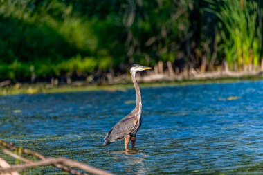 Great Blue Heron (Ardea herodias), Amerika 'nın en büyük balıkçıl kuşudur. 