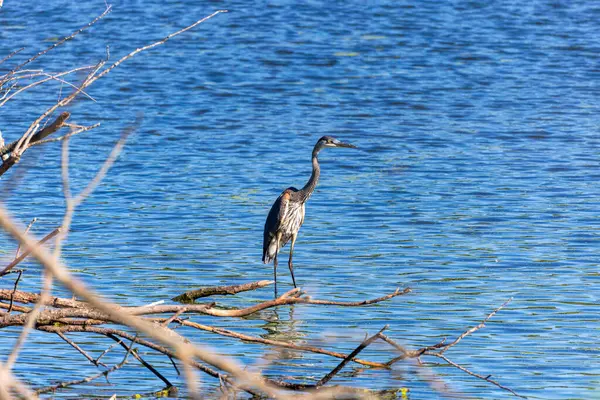 Great Blue Heron (Ardea herodias), Amerika 'nın en büyük balıkçıl kuşudur. 