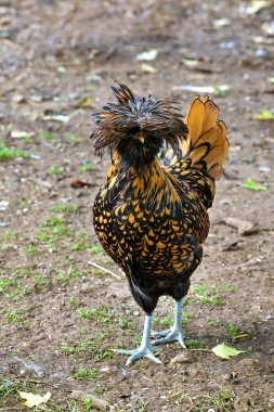 Wisconsin 'de bir çiftlikte tavuklar