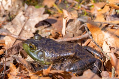 The American bullfrog (Lithobates catesbeianus), often simply known as the bullfrog in Canada and the United States, is a large true frog native to eastern North America. clipart