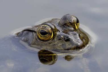 The American bullfrog (Lithobates catesbeianus), often simply known as the bullfrog in Canada and the United States, is a large true frog native to eastern North America. clipart