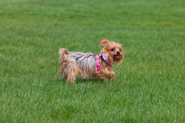 Yorkshire Teriyeri. İngilizler Yorkie olarak da bilinir.