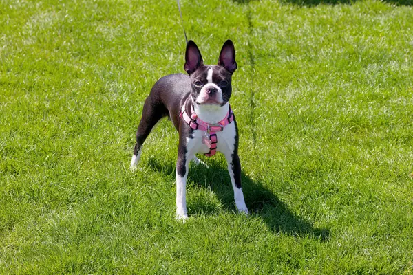 The Boston Terrier is a breed of dog originating in the USA