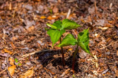 Trillium ve çiçek tomurcuğu. Kuzey Amerika 'nın Beyaz Trillium çiçeği (Trillium grandiflorum), uyanış olarak da bilinir - Robin, Ontario, Kanada ve Ohio' nun vahşi çiçeğinin sembolü. 