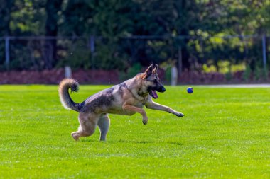 Köpek. Eğitim sırasında Alman çoban köpeği