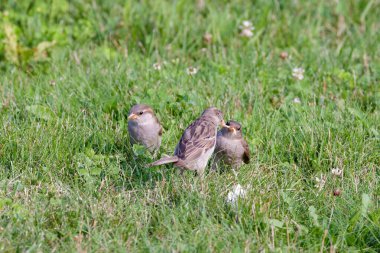 Ev serçesi (Passer domesticus) genç beslenen dişi serçe