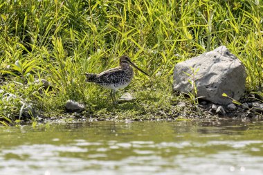 Wilson 's snipe (Gallinago delicata), Kanada ve Amerika Birleşik Devletleri' nin kuzeyindeki bataklık, tundra ve ıslak çayırların sakini.