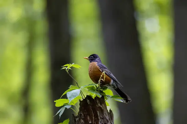 stock image The American robin (Turdus migratorius) in spring .The American robin is the most abundant bird in North America