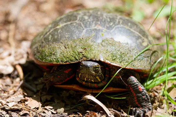stock image The painted turtle (Chrysemys picta) is the most widespread native turtle of North America