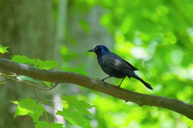 Grackle (Quiscalus quiscula), Kuzey Amerika 'da çok sayıda kuş türü..