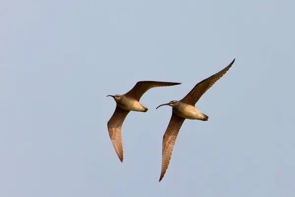 stock image The Eurasian or common whimbrel n (Numenius phaeopus) in flight, also known as the white-rumped whimbrel in North America